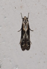 Blastodacna hellerella