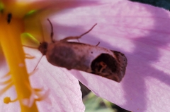 Tarache terminimaculata