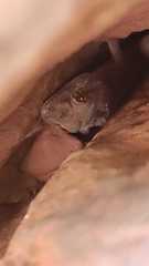 Tarentola mauritanica
