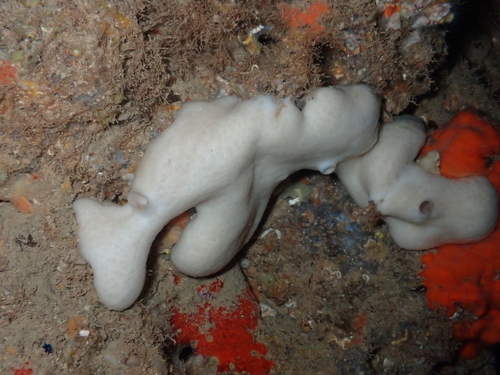 Kidney Sponge, photo 4 of 10