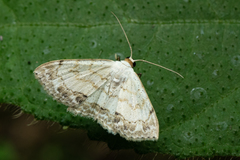 Scopula propinquaria