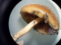 Psilocybe azurescens