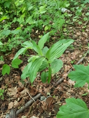 Epipactis helleborine