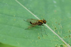 Chrysopilus fasciatus