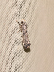 Swammerdamia pyrella