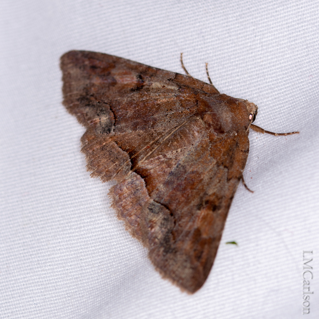 Fawn Virginia Pine Zale Moth