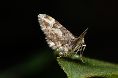 Gymnoscelis deleta