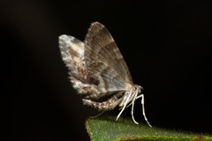 Gymnoscelis deleta