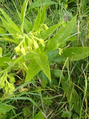 Symphytum officinale