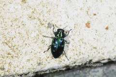 Chrysobothris sauteri