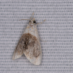 Lipocosmodes fuliginosalis