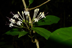 Ajugoideae