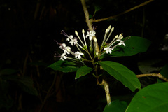 Ajugoideae
