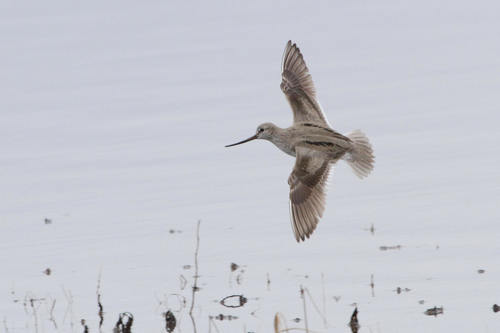 Terek Sandpiper