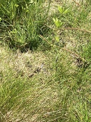 Orthetrum cancellatum