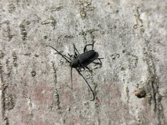 Ropalopus macropus