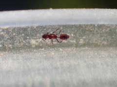 Franklinothrips