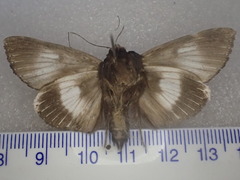 Catephia linteola