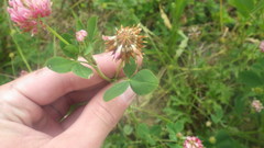 Trifolium michelianum