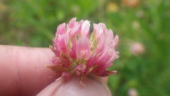 Trifolium michelianum