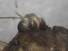 Catephia linteola