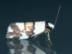Philenora irregularis