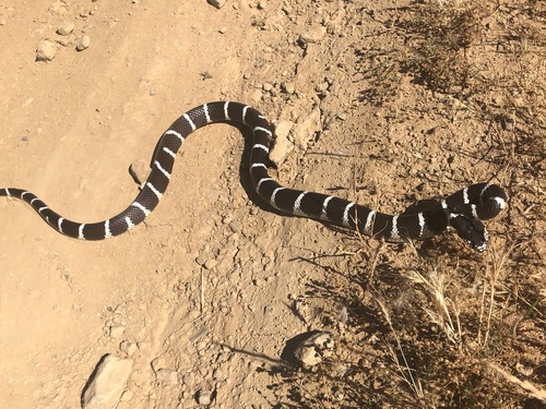 iNaturalist observation photo of California King Snake