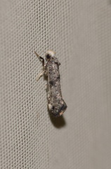 Swammerdamia pyrella