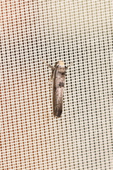 Swammerdamia pyrella