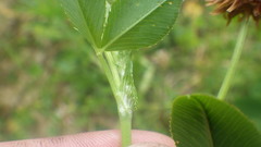 Trifolium michelianum