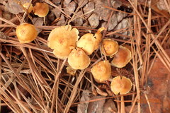 Xeromphalina cauticinalis pubescentipes