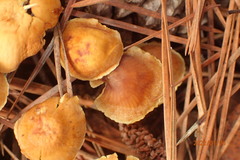 Xeromphalina cauticinalis pubescentipes