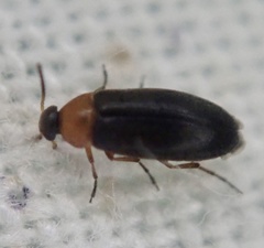 Anaspis regimbarti