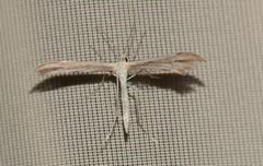 Hellinsia carphodactyla