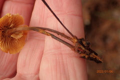 Xeromphalina cauticinalis pubescentipes