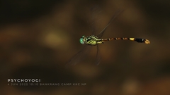 Phaenandrogomphus asthenes