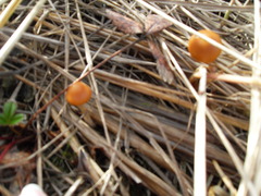 Psilocybe azurescens