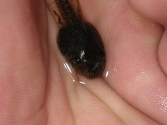 Pseudacris hypochondriaca