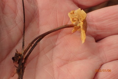 Xeromphalina cauticinalis pubescentipes