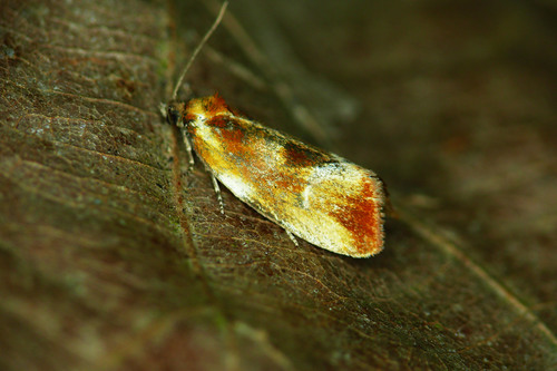 Ferruginous Eulia Moth