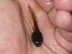 Pseudacris hypochondriaca