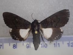 Catephia compsotrephes
