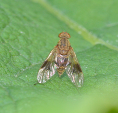 Chrysopilus quadratus