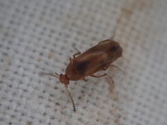 Anaspis maculata