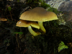 Cortinarius icterinoides