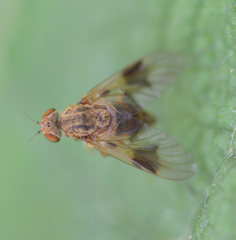 Chrysopilus quadratus