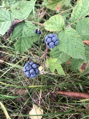 Rubus caesius