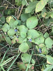 Rubus caesius