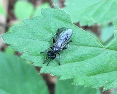 Laphria canis