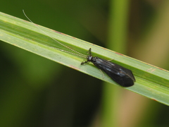 Mystacides azureus